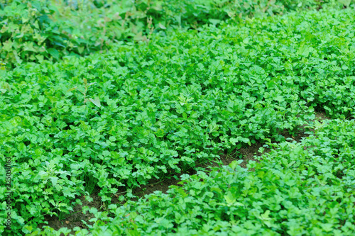 Green parsley plants in growth at vegetable garden