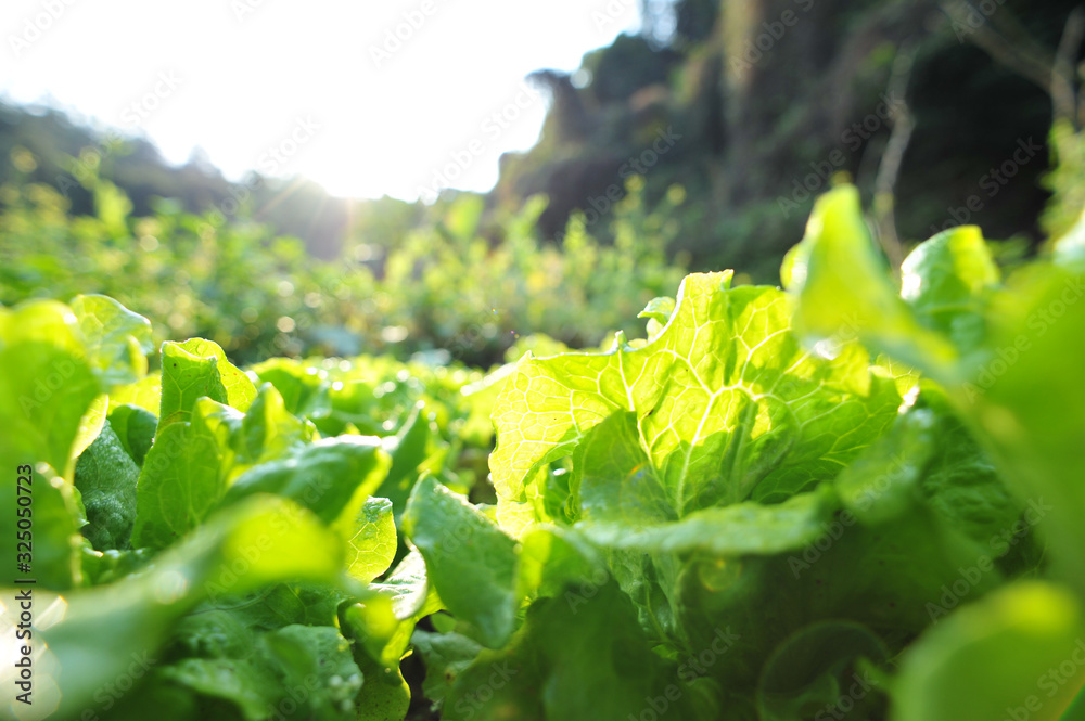 Green lettuce in growth at vegetable garden - obrazy, fototapety, plakaty 