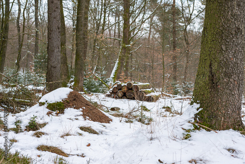 Winterwald mit verschneitem Ameisenhügel, Schneehaube auf Ameisenhügel im winterlichem Wald, Winterlicher Ameisenhügel nach Schneefall, Verschneiter Waldameisenhügel im Winterwald photo