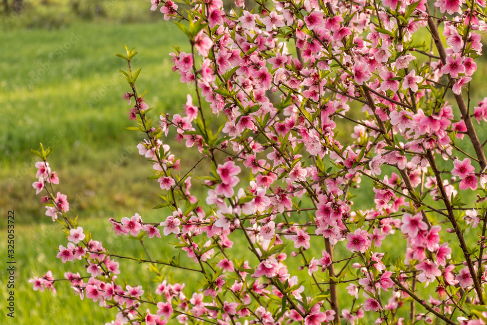 Beautiful peach tree flowers on green background Beautiful peach tree flowers on green background