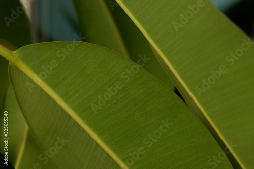 closeup of green leaf