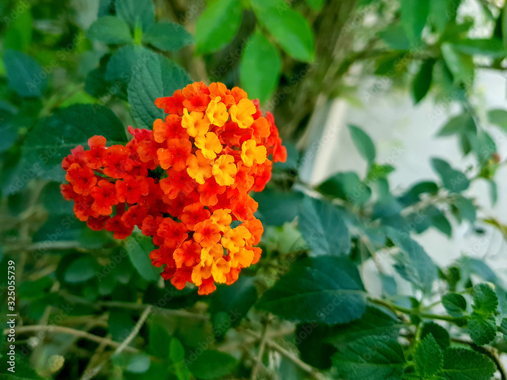 red flower in garden red flower in garden
