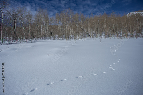Wallpaper Mural Paysage de neige, sur les hauteurs de Salt Lake City Torontodigital.ca