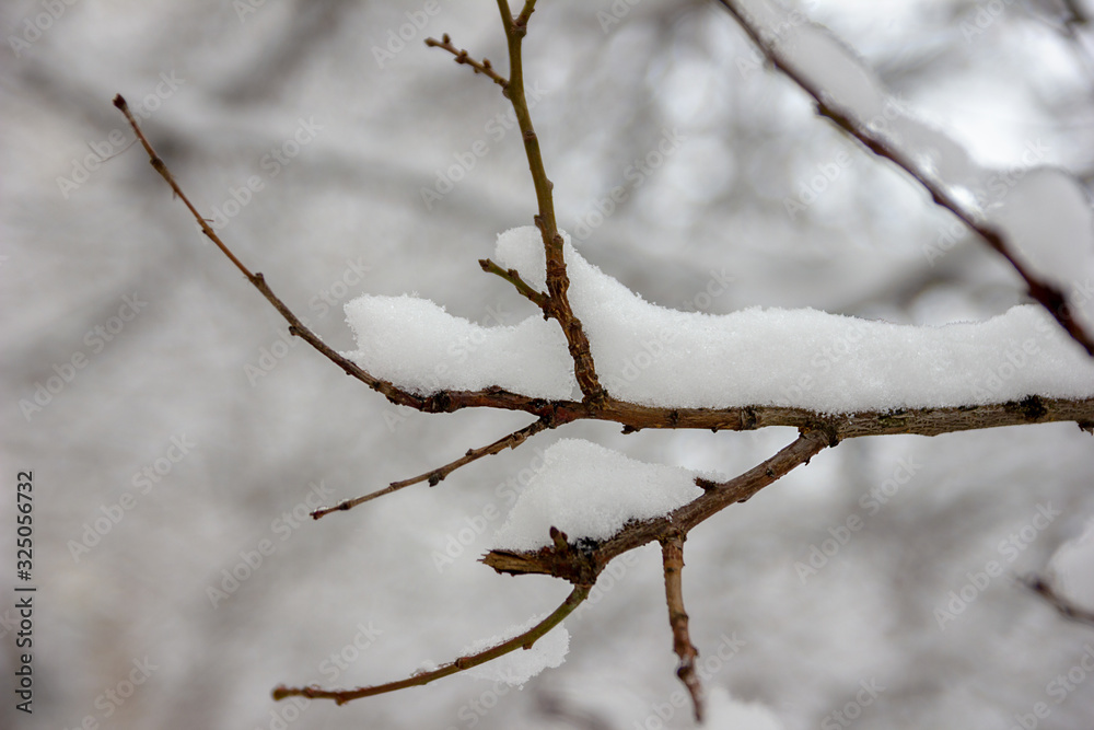 Tree branches covered in snow on a snowing day. Beautiful winter background. Tree branches covered in snow on a snowing day. Beautiful winter background.