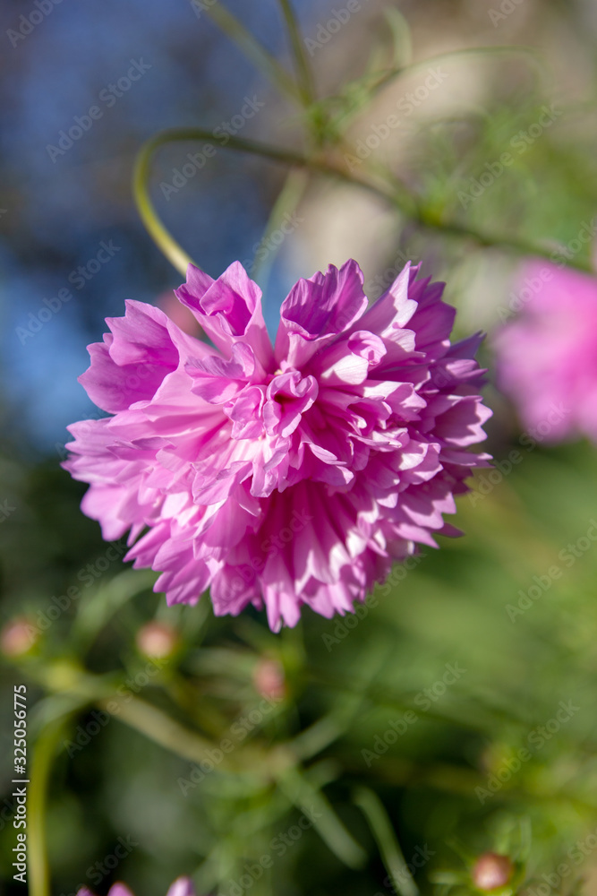 The leek onion bloom. Beautiful blossoming violet onions in sun rays and sun flares. Gardening. Cultivation of vegetables. The leek onion bloom. Beautiful blossoming violet onions in sun rays and sun flares. Gardening. Cultivation of vegetables.
