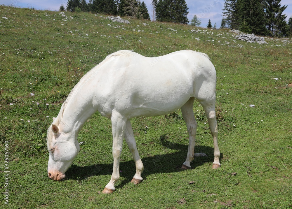 white horse while eating green grass white horse while eating green grass