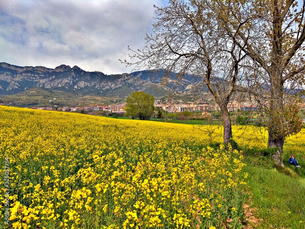 field of yellow flowers near Barcelona