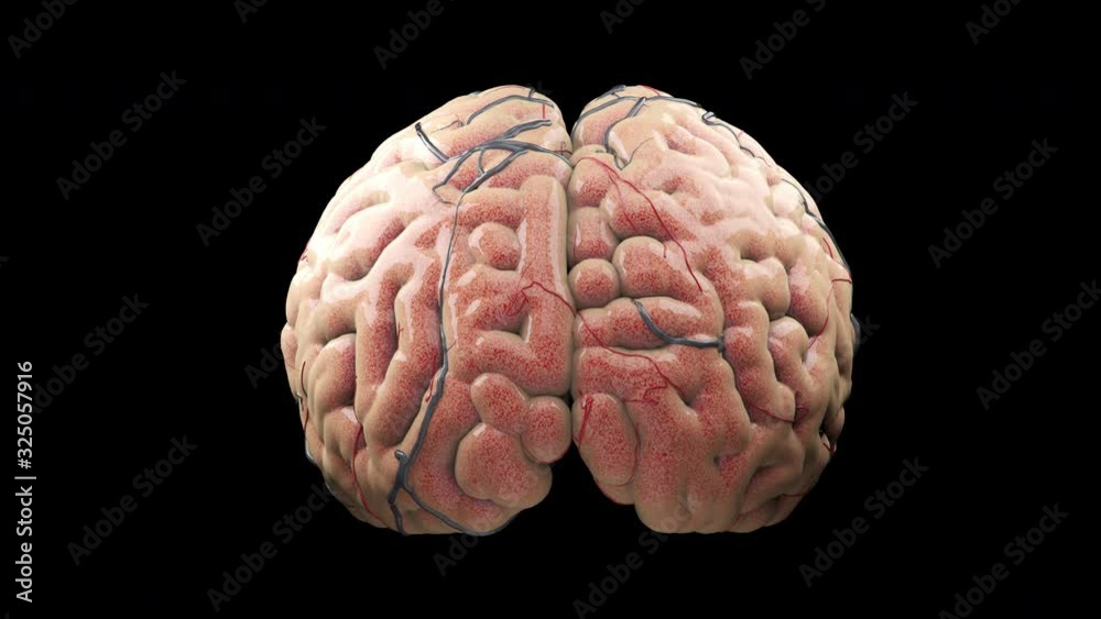 Close up Slow motion Realistic Brain Rotate on black background. 3D animation. 4K. Close up Slow motion Realistic Brain Rotate on black background. 3D animation. 4K.