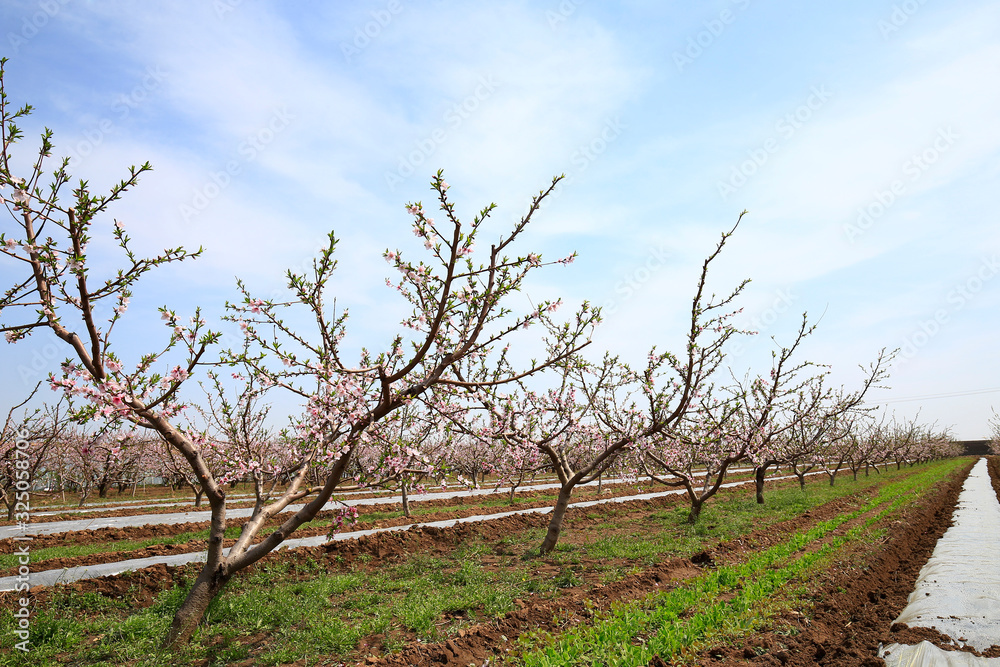Peach trees bloom in the fields in spring