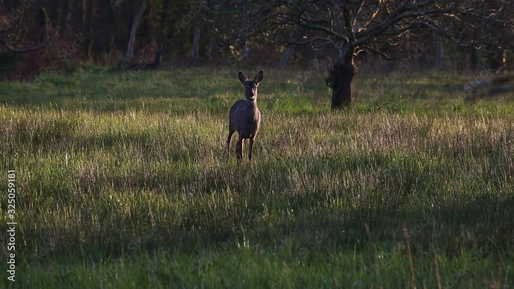 roe deer stands up and watches attentively around him in a field of grass at sunset roe deer stands up and watches attentively around him in a field of grass at sunset