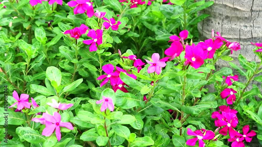 pink magenta madagasca periwinkle, rose periwinkle and green leaves in the garden pink magenta madagasca periwinkle, rose periwinkle and green leaves in the garden