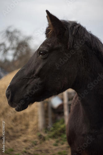 The horse's face is dark in color with white spots on its face and fluffy ears against the background of hay and sky.