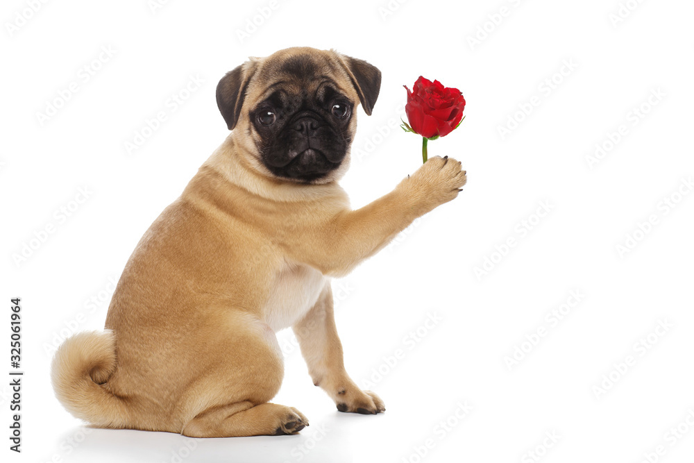Pug puppy with a red rose