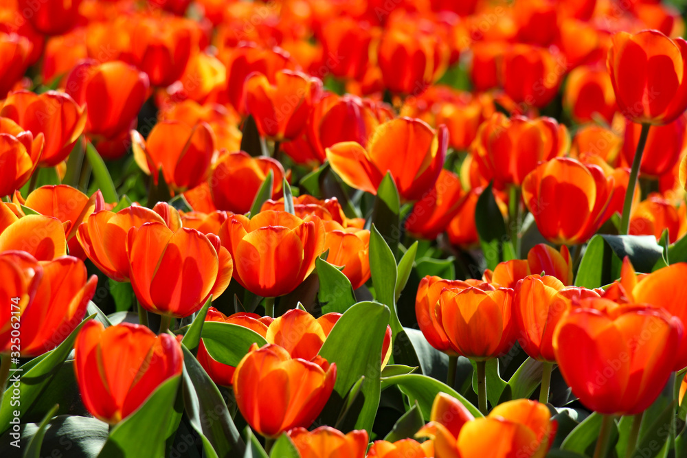 Obraz premium Tulipes