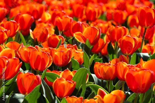 Tulipes