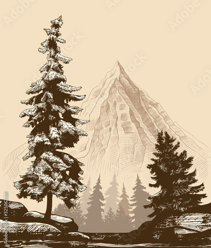 .Landscape with fir trees on a rock, coniferous forest and mountain. View of the mountain near the precipice. Vector vintage illustration. Retro card. Sketch..