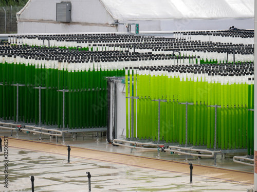 algae growing farm photo