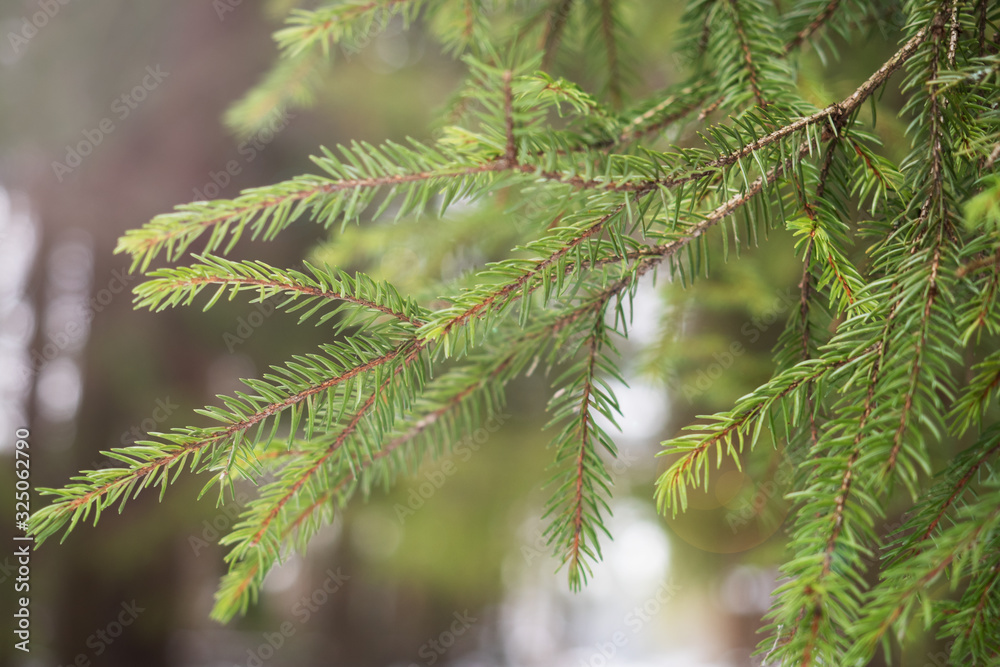 Green branch of a coniferous spruce tree in the winter forest. Selective focus. Green branch of a coniferous spruce tree in the winter forest. Selective focus.