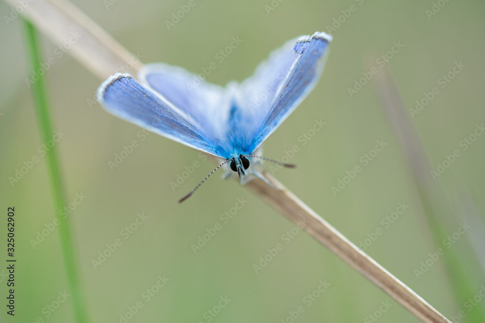 Common blue butterfly (Polyommatus icarus) on a dry straw of grass Common blue butterfly (Polyommatus icarus) on a dry straw of grass