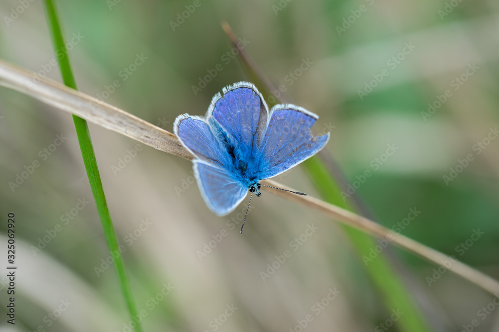 Common blue butterfly (Polyommatus icarus) on a dry straw of grass Common blue butterfly (Polyommatus icarus) on a dry straw of grass