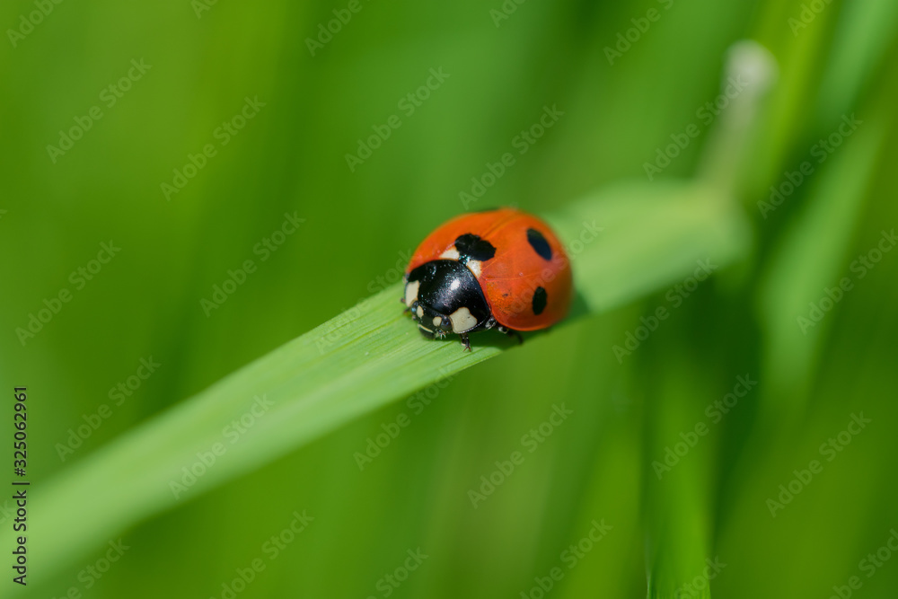 Ladybug (Coccinellidae) on a blade of green grass Ladybug (Coccinellidae) on a blade of green grass