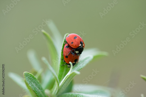 Two red ladybugs (Coccinellidae) mating on pine tree needle macro