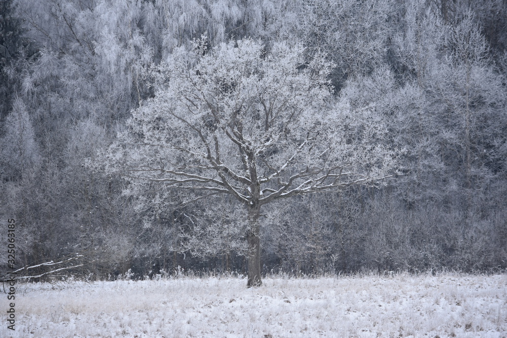 Naklejka premium Frosty white oak tree in winter field