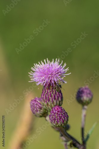 Blossom of purple knapweed wildflower