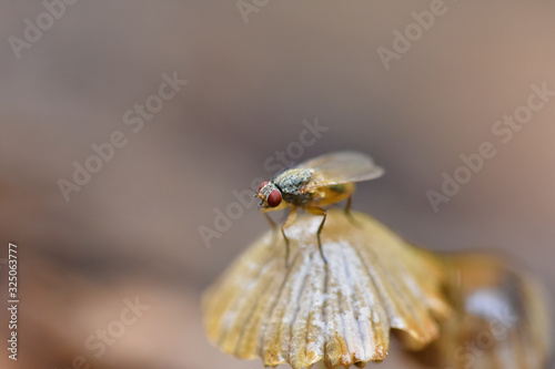 Fototapeta Naklejka Na Ścianę i Meble -  Fly sitting on a small mushroom