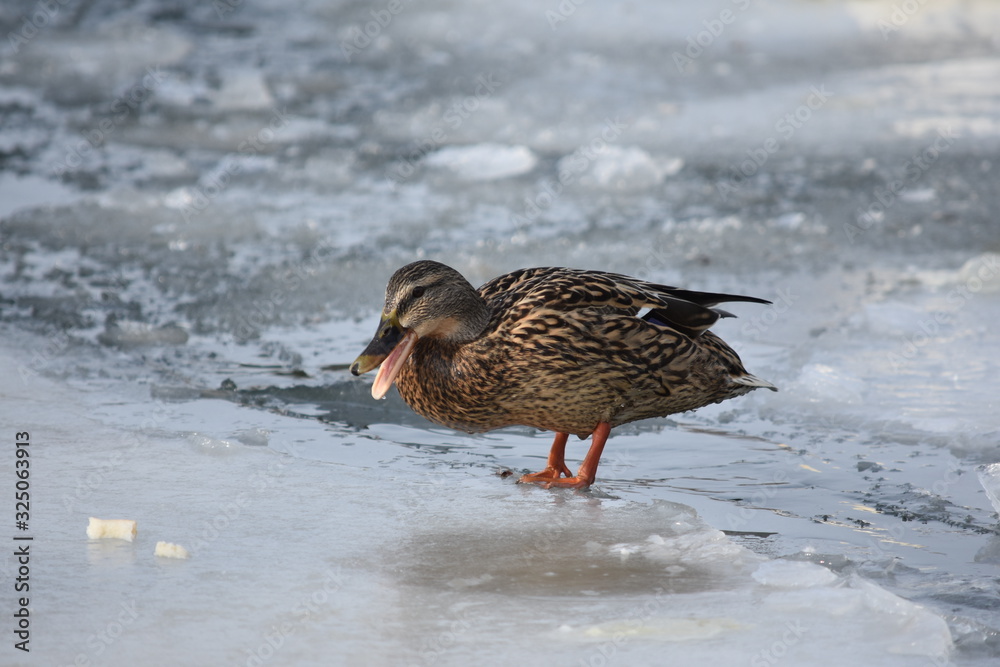 Female mallard duck standing on ice cold water Female mallard duck standing on ice cold water