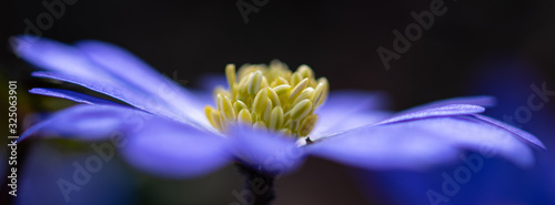 Moonflower banner mysterious dark and blue macro with selective focus on flower petals and yellow flower center with pollen pistils, blurred background