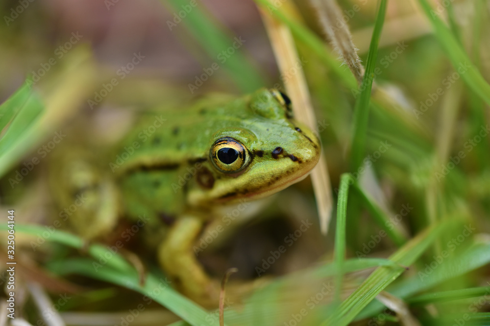 European green tree frog (Hyla arborea) in green grass European green tree frog (Hyla arborea) in green grass