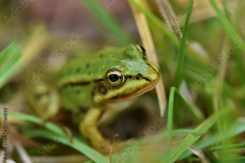 European green tree frog (Hyla arborea) in green grass © Abinieks
