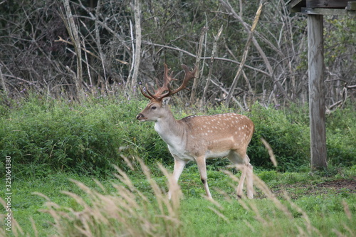 Beautiful male fallow deer standing in green grass