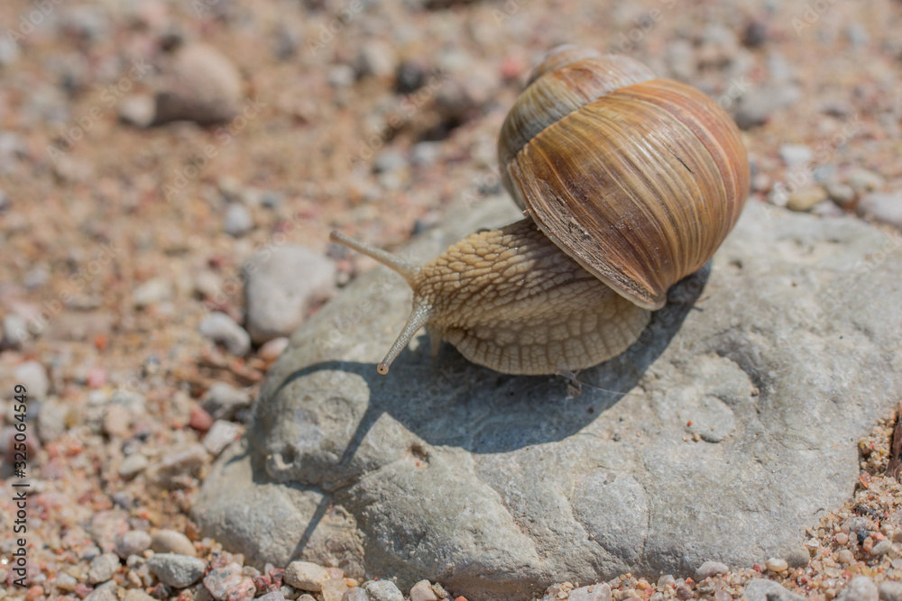 Burgundy snail (Helix pomatia) crawling on a rock Burgundy snail (Helix pomatia) crawling on a rock
