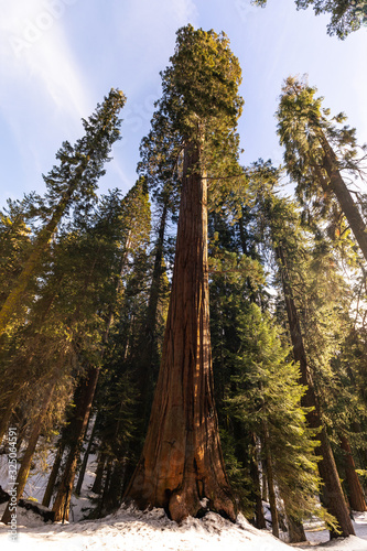 Sequoias in Sequoia National Park, California, United States.