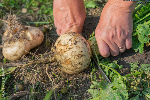 Human hands cutting white freshly harvested turnip root with knife in garden