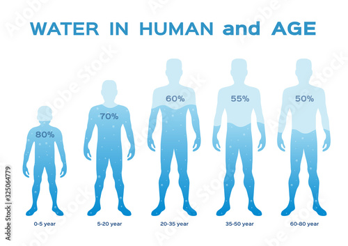 water level  level,in the human body and age vector / infographic