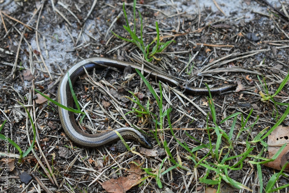 Obraz premium Dead slowworm (Anguis fragilis) lying on the ground