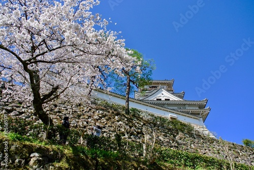 高知城の天守閣と桜 photo