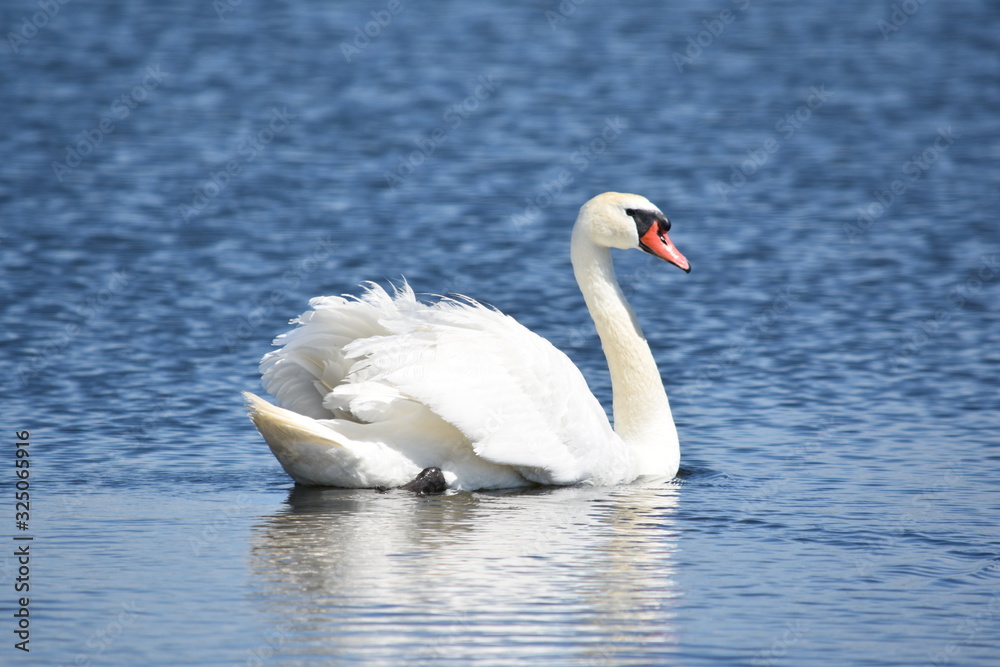 Beautiful white mute swan (Cygnus olor) swimming in blue water Beautiful white mute swan (Cygnus olor) swimming in blue water