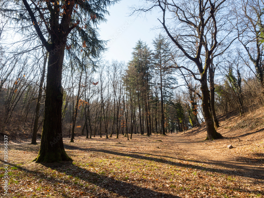 Fototapeta premium woddland city of Rovereto town in Trentino country Italy