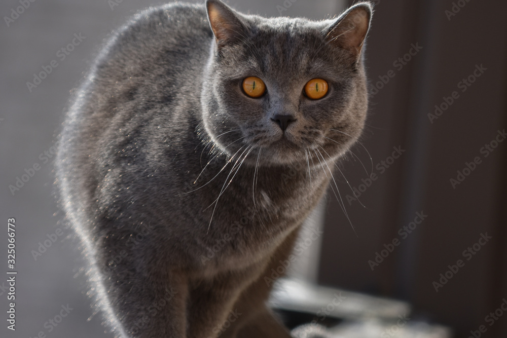 Surprised grey cat with big orange eyes sitting on a balcony ledge in winter