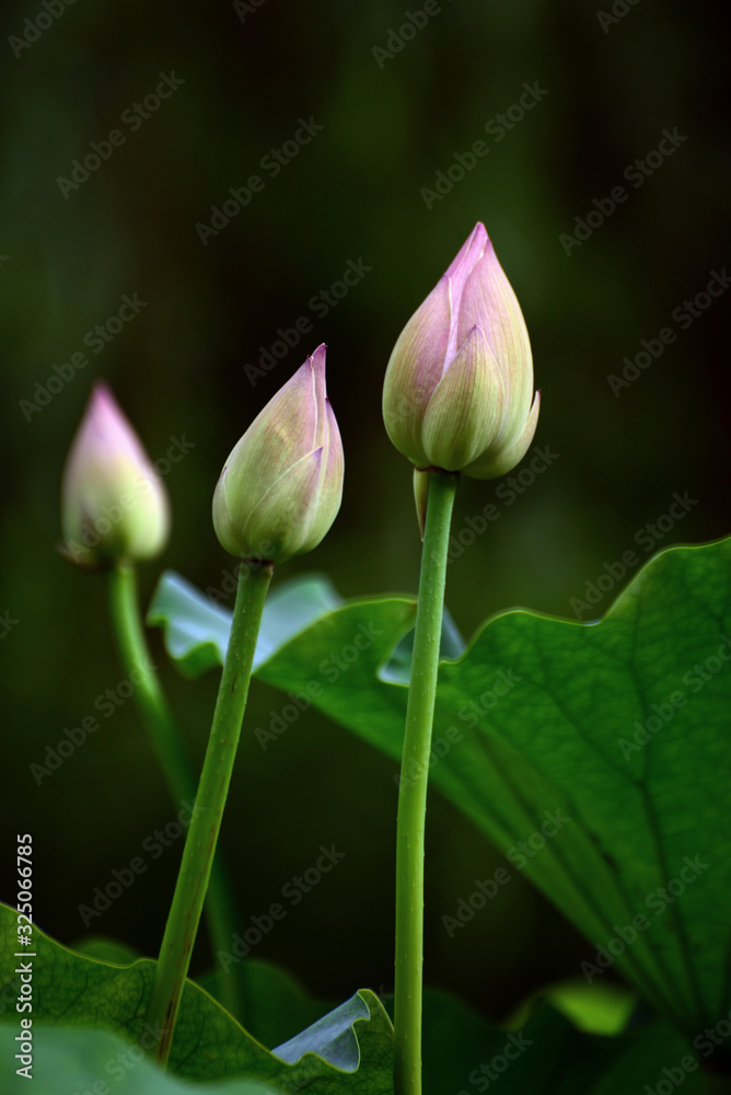 Beautiful lotus in the pond to be opened in summer Beautiful lotus in the pond to be opened in summer