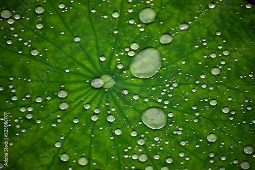  有很多小水珠的绿色荷叶 Green lotus leaves with lots of small water drops