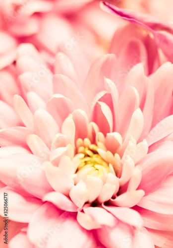 Fototapeta Naklejka Na Ścianę i Meble -  Abstract floral background, pink chrysanthemum flower. Macro flowers backdrop for holiday brand design