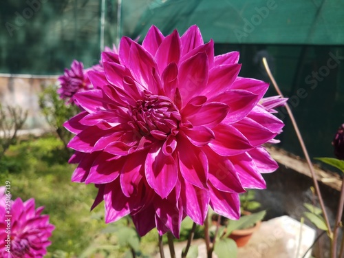 red color dahliya flower in garden photo