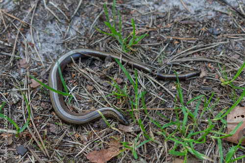 Canvastavla Dead slowworm (Anguis fragilis) lying on the ground