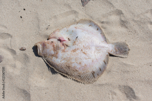 Dead European flounder (Platichthys flesus) fish with intestines out in beach sand photo