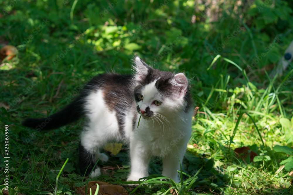 Little black and white kitten walking through green grass